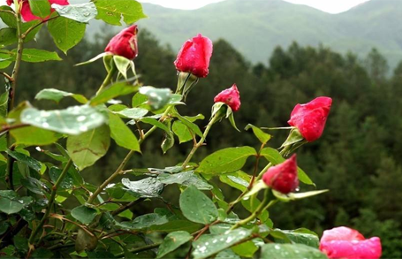 玫瑰花